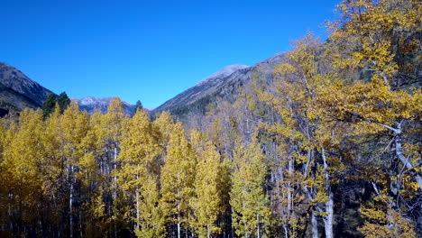 aspen trees in the fall rocky mountains drone