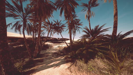 palm trees of oasis in desert landscape