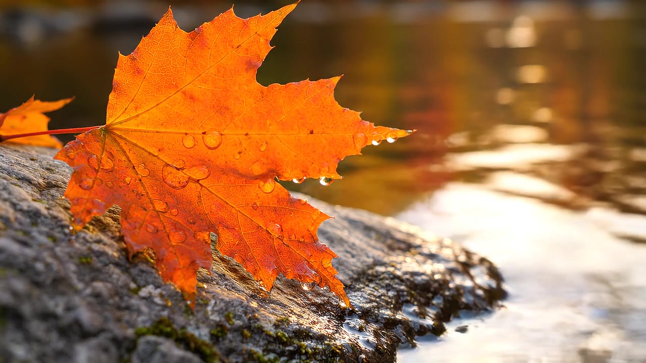 Vibrant autumn maple leaf with dew drops on riverside rock