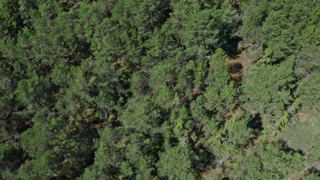 Vista-Aérea-De-Arriba-Hacia-Abajo-De-Un-Bosque-De-Pinos-Verdes