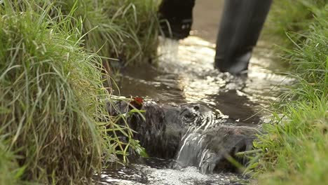 Wading-in-wellington-boots-in-a-stream