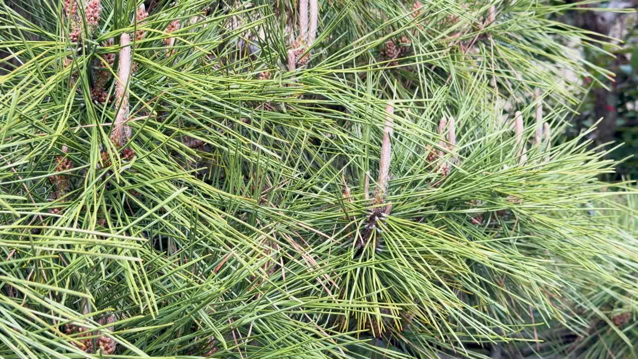 Primo piano statico di aghi e rami di pino giapponese verde lussureggiante alla luce naturale del giorno
