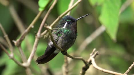 A-beautiful-Purple-throated-mountaingem-bird-specimen,-standing-on-a-branch