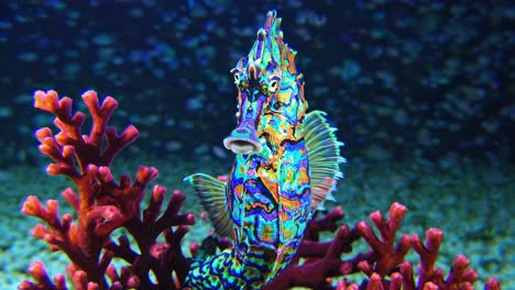colorful seahorse among red coral