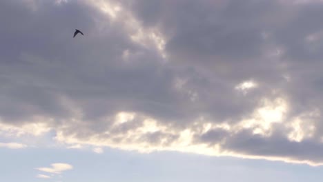 Paloma-Volando-A-La-Luz-Del-Sol-De-La-Mañana-Y-Nubes-Con-Montañas-En-El-Fondo