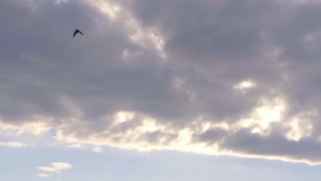paloma volando a la luz del sol de la mañana y nubes con montañas en el fondo