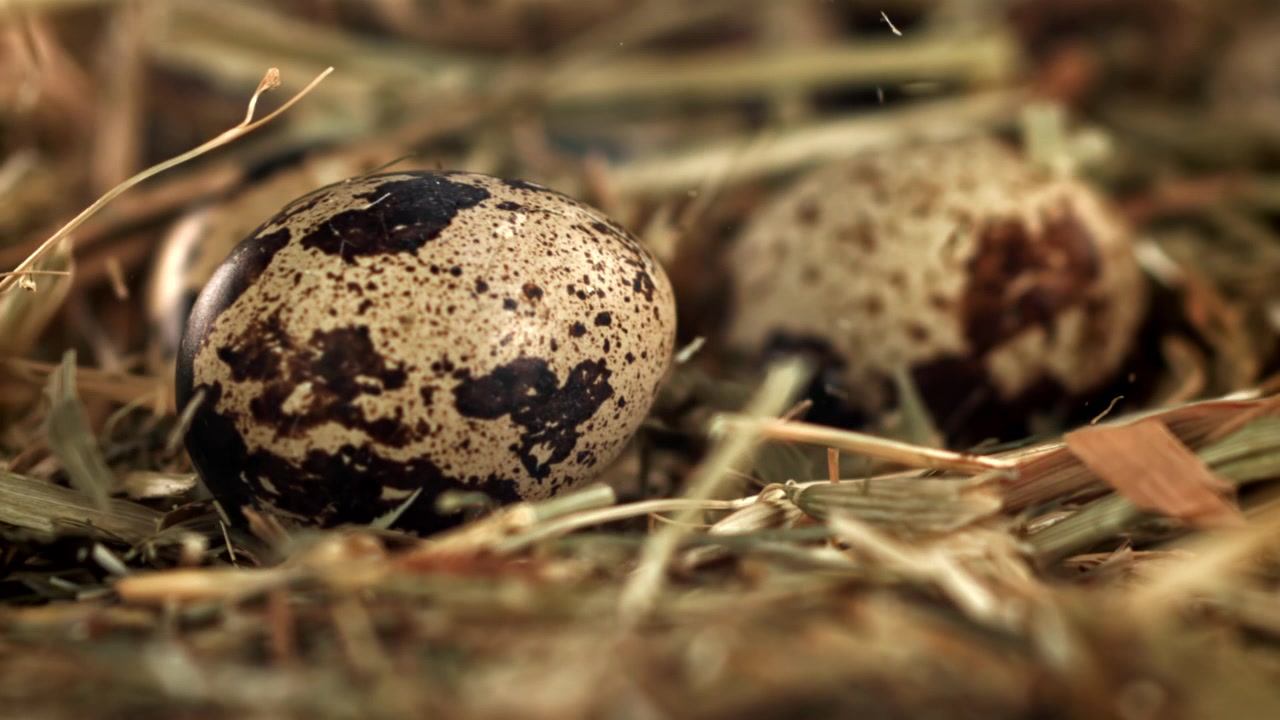 Quail Egg Falling in Slow Motion into a Rustic Hay Nest