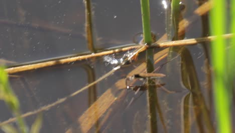 Gerridae-Son-Una-Familia-De-Insectos-Del-Orden-Hemiptera.-Gerridae-Están-Construidos-Anatómicamente-Para-Transferir-Su-Peso-Y-Poder-Correr-Sobre-La-Superficie-Del-Agua.