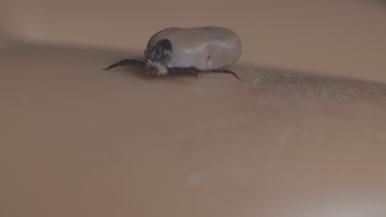 fascinante acercamiento extremo de la garrapata que se arrastra en la piel humana