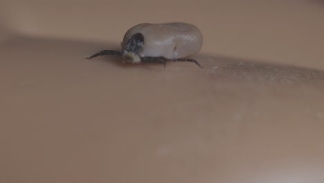 fascinante acercamiento extremo de la garrapata que se arrastra en la piel humana