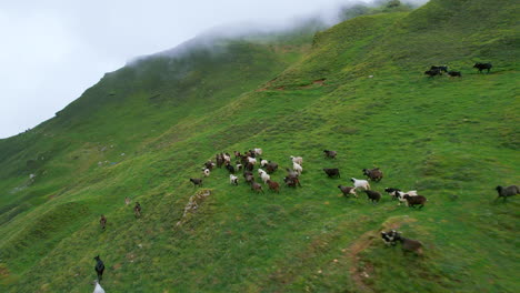 yaks and mountain goats run forward speeding drone shot nepal, greenery, hills, landscapes, fogs, cloudy, trekking trail, cinematic and magical view 4k