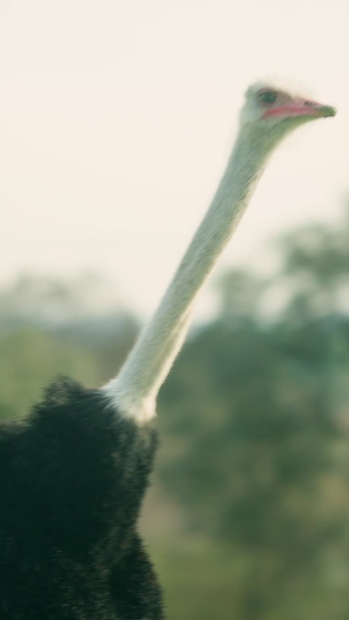 Majestic ostrich gazing into the distance in natural habitat