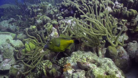 white spotted filefish