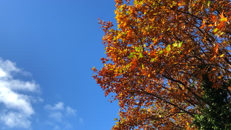 Hojas-Cayendo-Del-árbol-De-Otoño-Día-Soleado