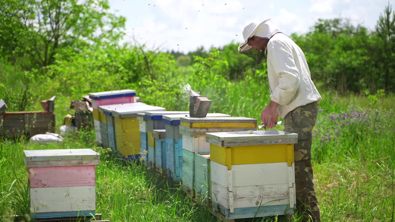 Apicoltore al lavoro in un apiario. Apicoltore che maneggia un'arnia con fumo bianco.