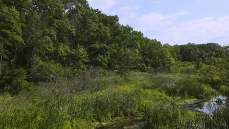 aerial of an overgrown swampy area