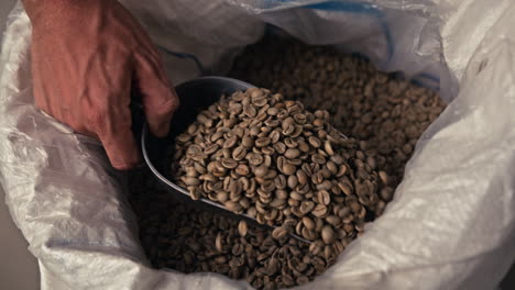 green coffee beans in bag with hand and scoop