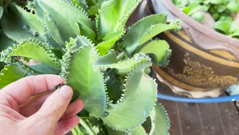 hand touching leaves of a kalanchoe plant