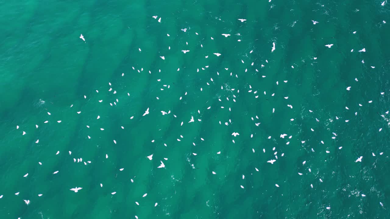 이동하는 바다새들은 바다 표면 위에 모여 물고기  ⁇ 을  ⁇ 고 먹이를 먹습니다.