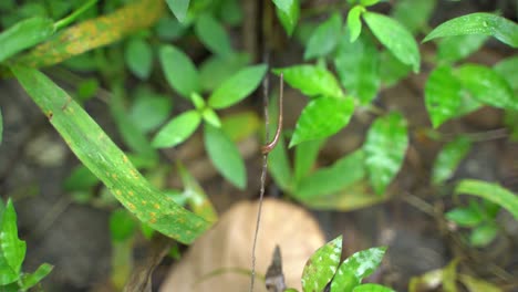 A-leech-is-a-forest-animal-whose-main-diet-is-blood