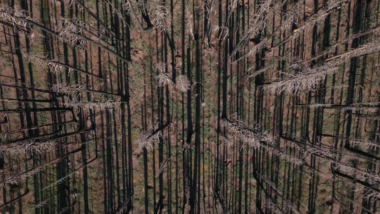 Aerial view of a burned forest depicting desolation and nature's fragility
