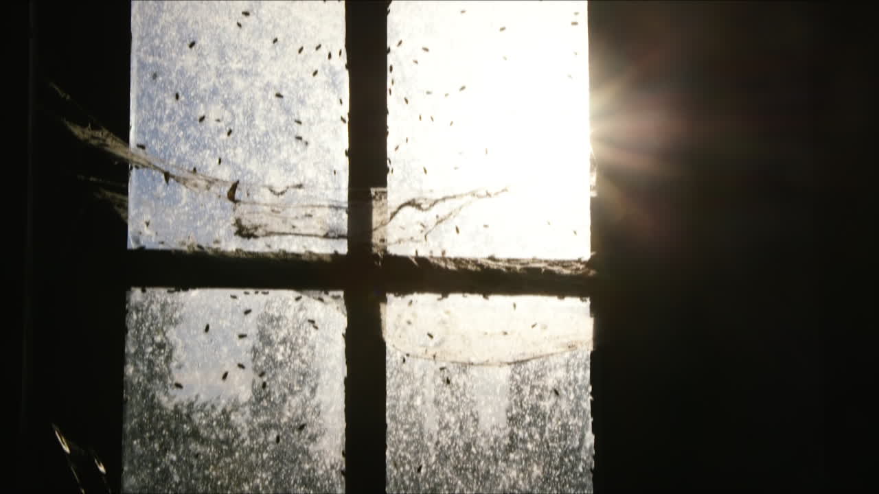 기어 다니는 파리와 거미줄로 가득 찬 오래된 창문을 통해 빛나는 태양