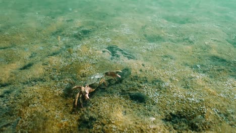 crabs in a shallow seabed environment