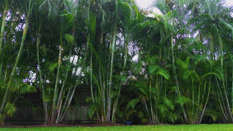 a peaceful rainy day among areca palms