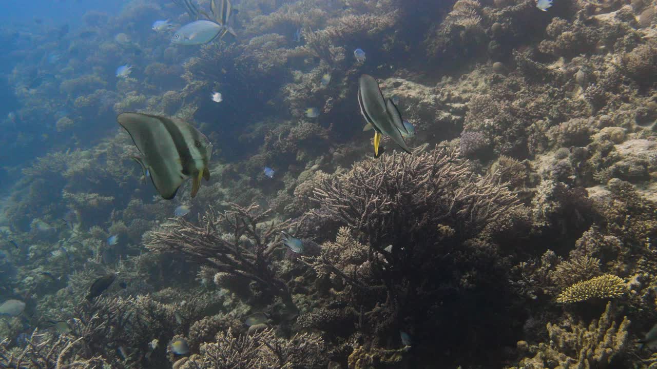 grupo de grandes peces murciélago nadando cerca de un arrecife de coral en 4k