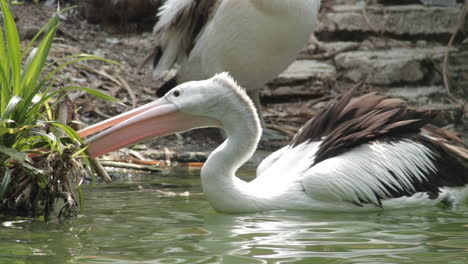 un pelícano australiano flotando en la orilla del río buscando comida