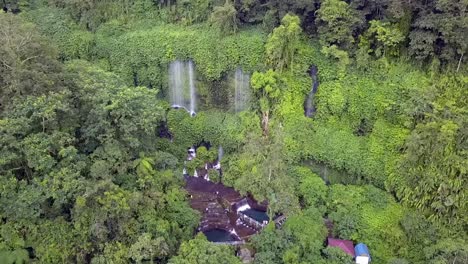 selva los pulmones verdes de la tierra