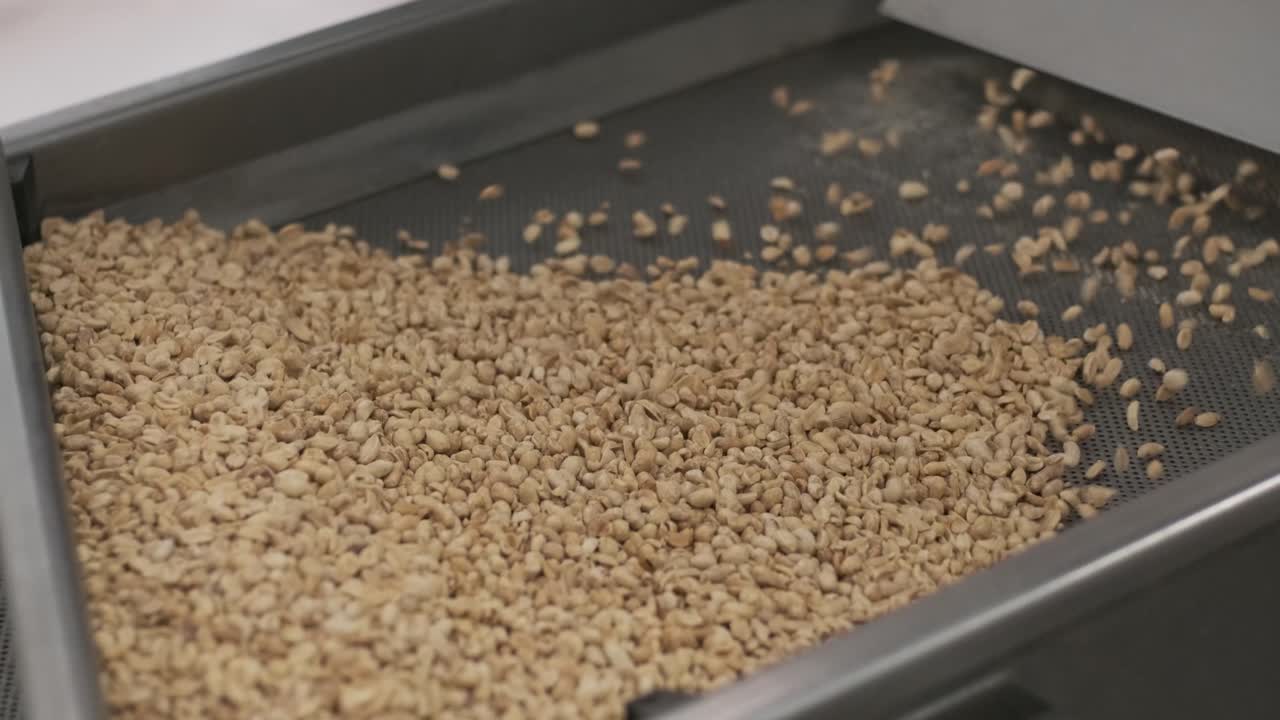 tostado de maní. operaciones de clasificación en la fábrica de nueces. línea de producción de envases de maní tostado