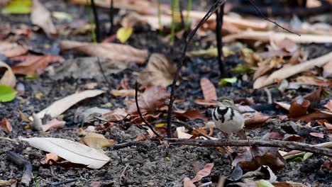 Die-Waldstelze-Ist-Ein-Sperlingsvogel,-Der-Auf-Ästen-Und-Waldböden-Nach-Nahrung-Sucht-Und-Ständig-Mit-Dem-Schwanz-Zur-Seite-Wedelt