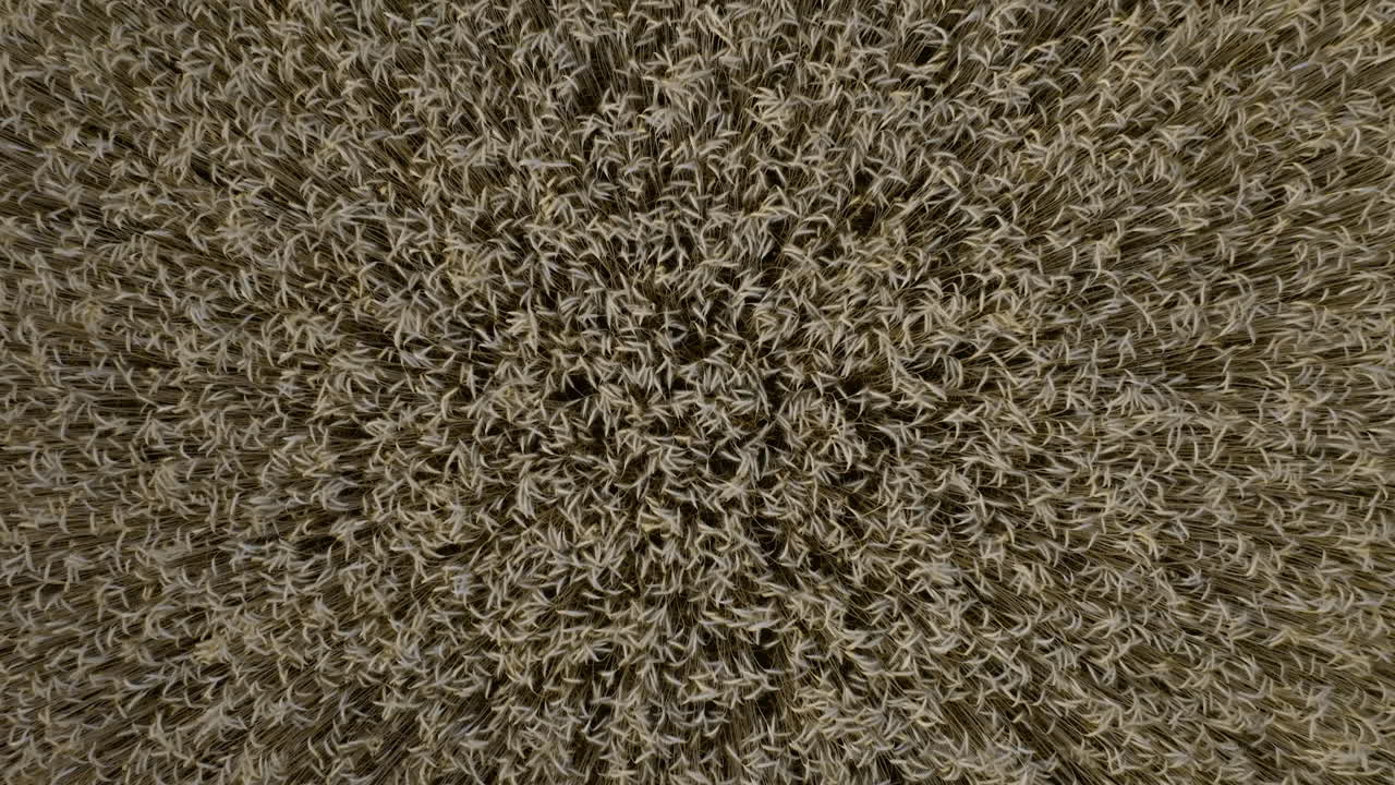 익은 밀 들 의 공중 사진