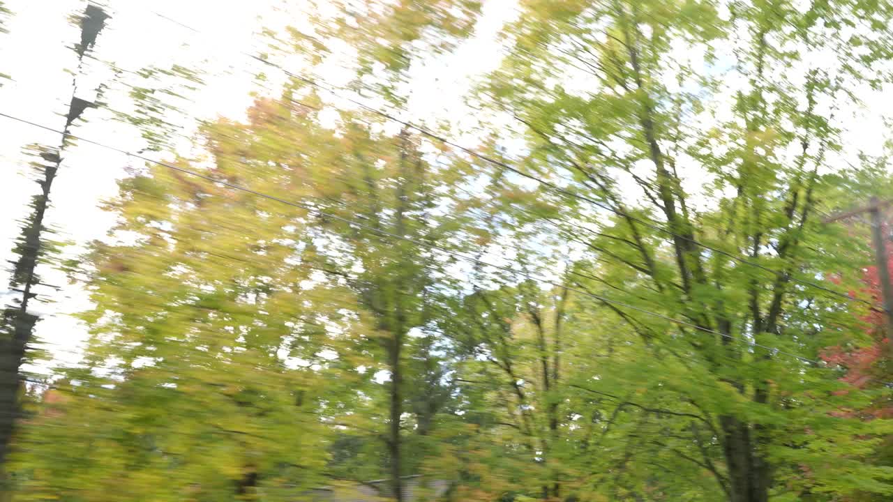 Blurry driving by golden fall woods in Michigan (the best state)