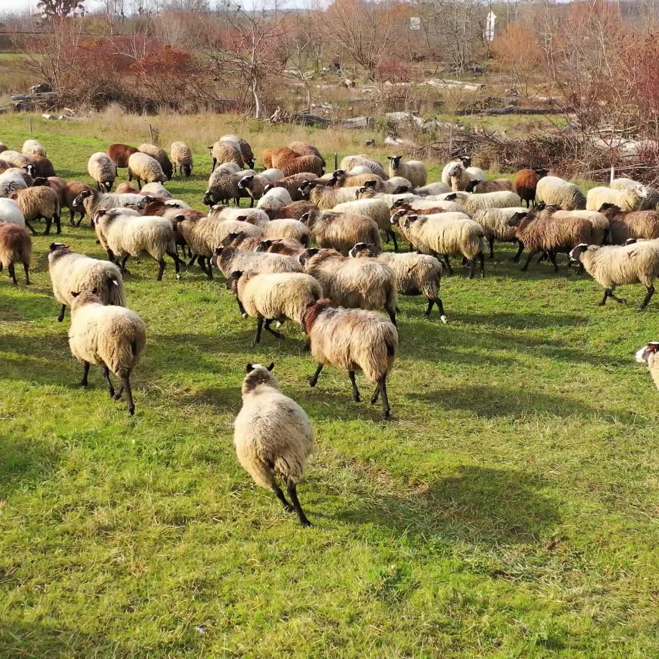 Vista aerea dall'alto con drone di un gregge di pecore che pascola in un campo verde. Estate in campagna