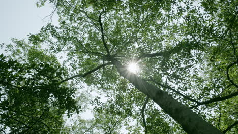 sunlight falling on tree leaves at a conservation site