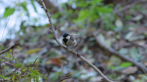 Japanische-Meise-Frisst-Holzwurmlarven,-Die-Auf-Zweigen-Im-Herbstwald-Picken