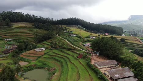 tea plantations in the country of sri lanka