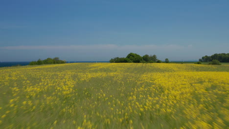 Tranquilo-Y-Pacífico-Paisaje-De-Vista-Aérea-Volando-Hacia-Adelante-Sobre-El-Florido-Campo-De-Primavera-Verde-Amarillo,-El-Dron-Se-Eleva-Revelando-La-Increíble-Costa-Del-Mar-Báltico-En-Un-Día-Soleado,-Brodten,-Alemania