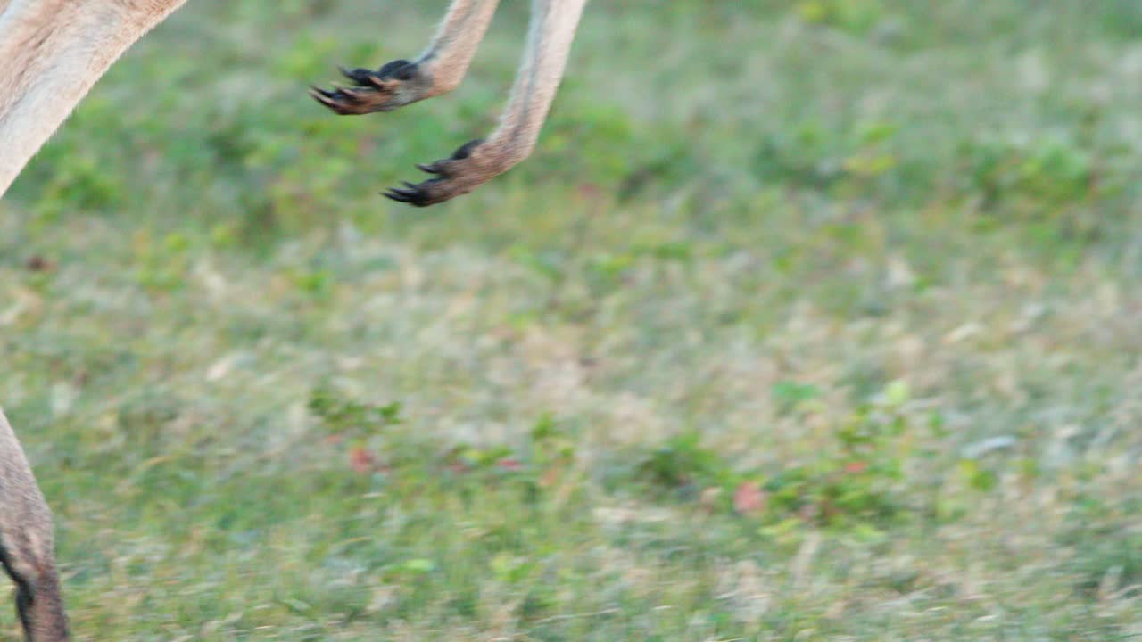 A young kangaroo joey moves through a sunlit grassy field, transitioning from hopping to grazing. Natural light, steady camera, soft evening ambiance