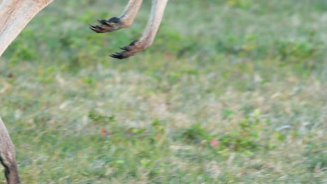 a young kangaroo joey moves through a sunlit grassy field, transitioning from hopping to grazing. natural light, steady camera, soft evening ambiance