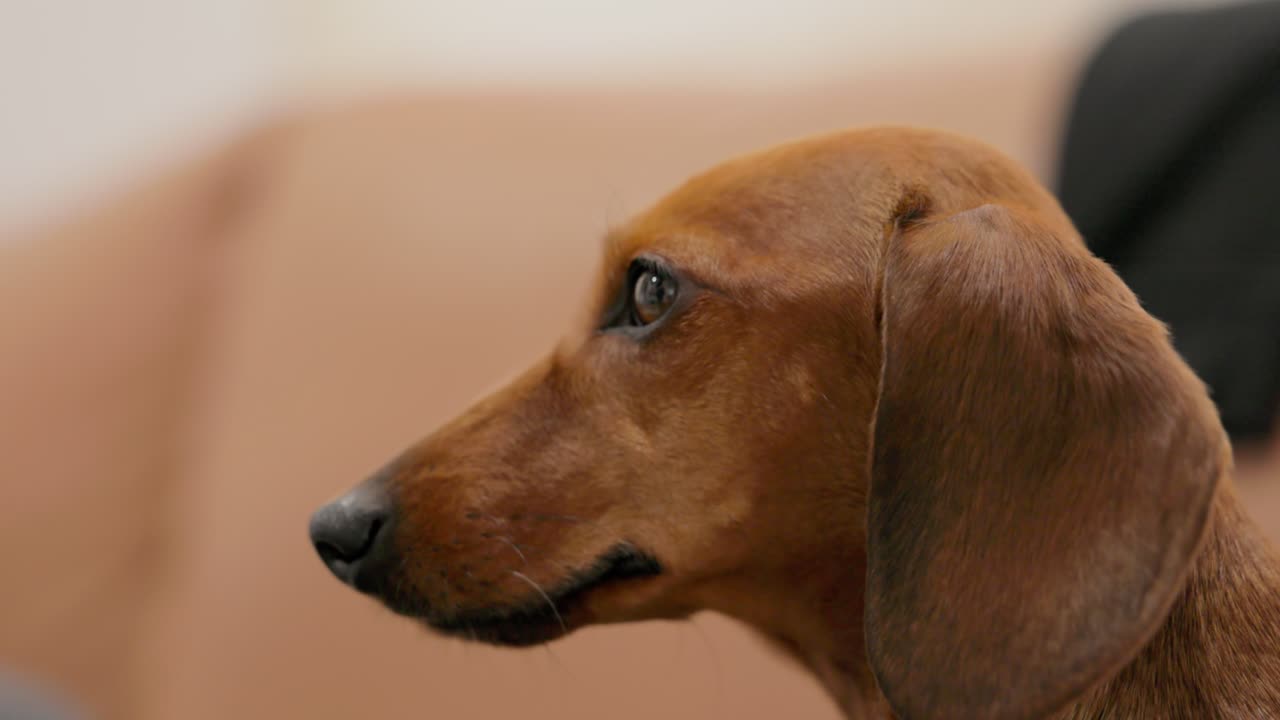 Close-up of a dachshund