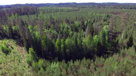 aerial video of a lush green finnish coniferous forest with few birch trees