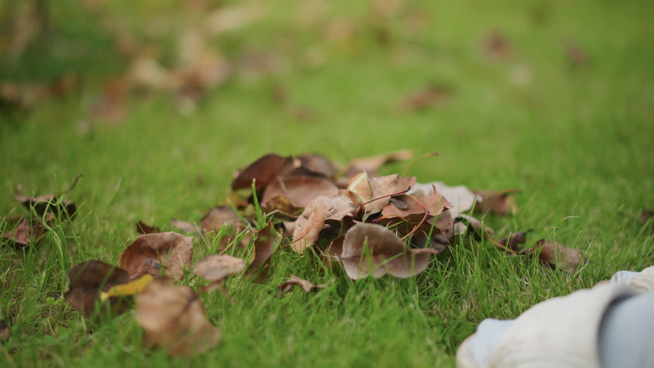 Pile of dry leaves on grass with metal rake tines gathering debris near shoe, autumnal chore on suburban lawn, textured brown foliage, slow raking motion and calm seasonal maintenance