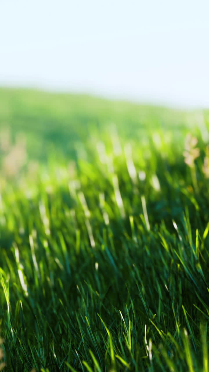 campo de hierba verde en verano