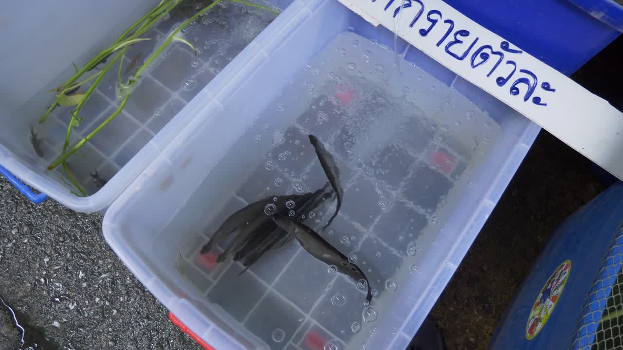 아시아 태국 물고기 시장 거리에서 물통에 살아있는 어두운 애완동물 물고기 판매
