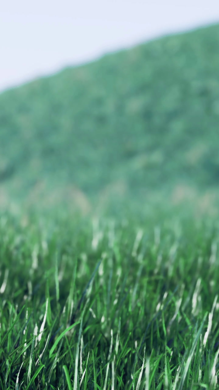 Vibrant green grass sways gently under morning light in a peaceful meadow