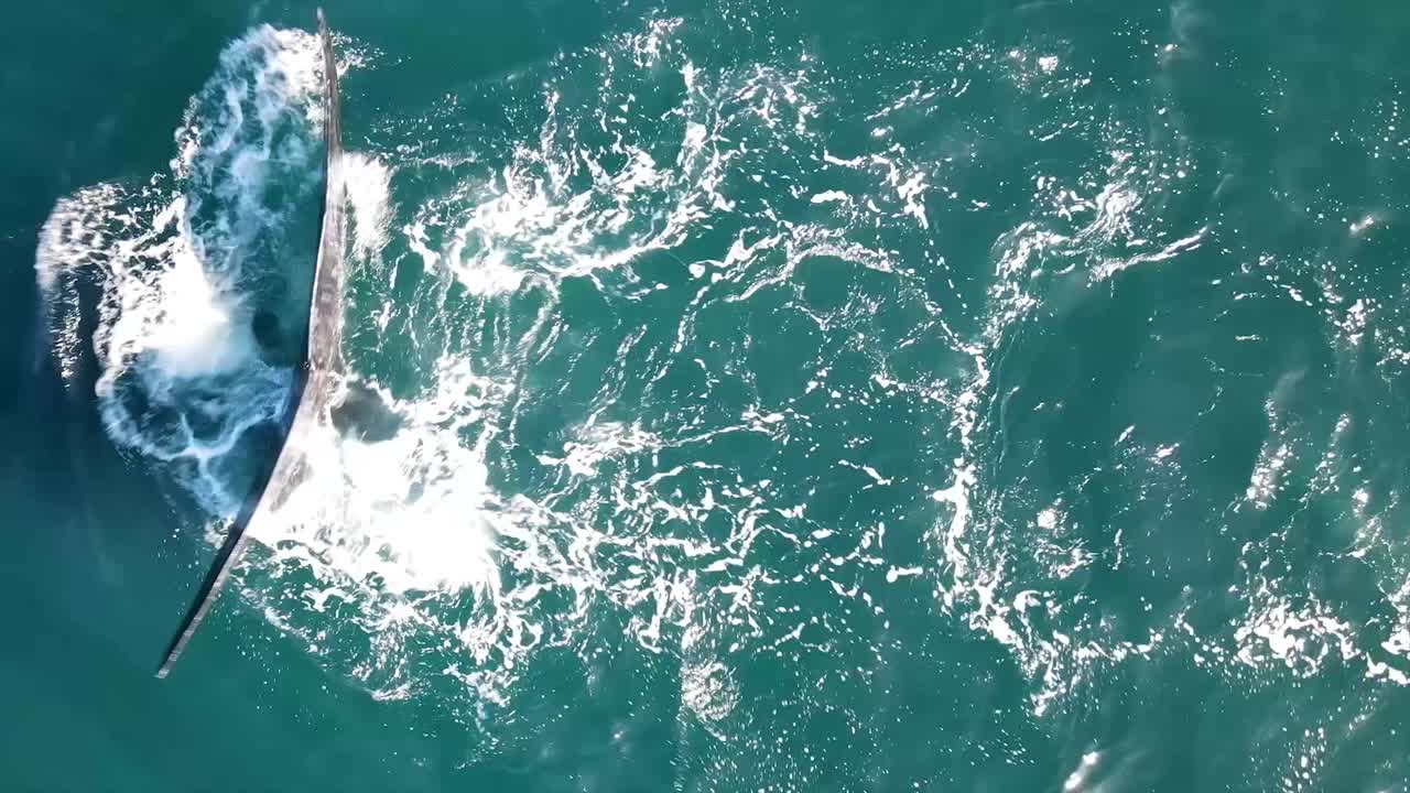 Southern Right Whale diving down below the surface and exposing it's tail