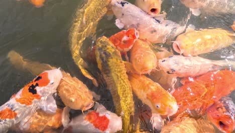 colorful koi fish swarm for food in pond